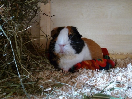 stinekrmelwartetp1010717